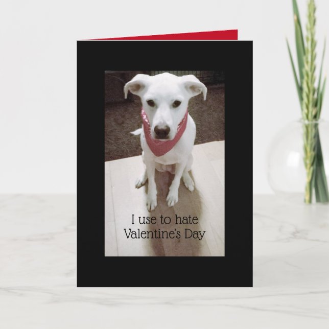 Tarjeta Foto de Cute Angry Dog El día de San Valentín Blac (Anverso)