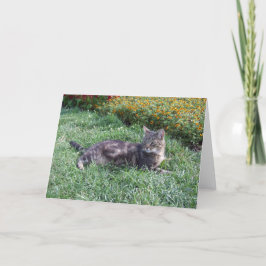 Tarjeta Foto de gato de Cuit Tabby
