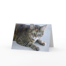 Foto de gato de Cuit Tabby