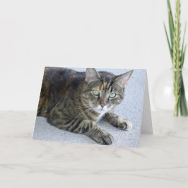 Tarjeta Foto de gato de Cuit Tabby
