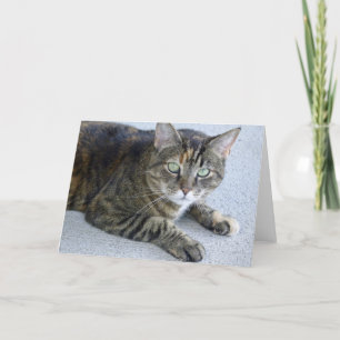 Tarjeta Foto de gato de Cuit Tabby