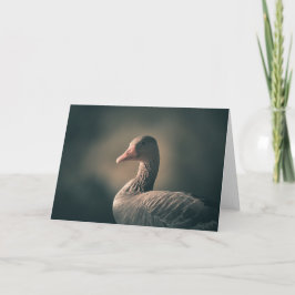 Tarjeta Foto de Goose Bird Nature