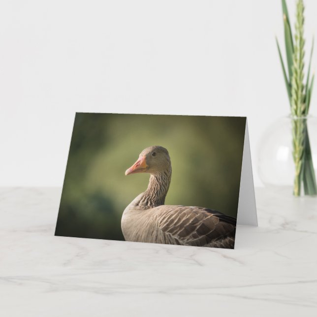 Tarjeta Foto de Goose Nature (Anverso)