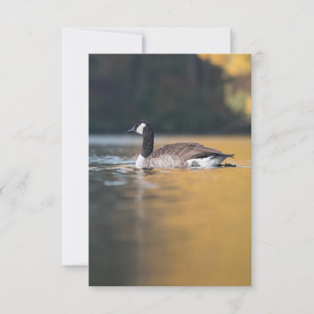 Tarjeta Foto de Goose Wildlife (Anverso)