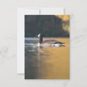 Tarjeta Foto de Goose Wildlife