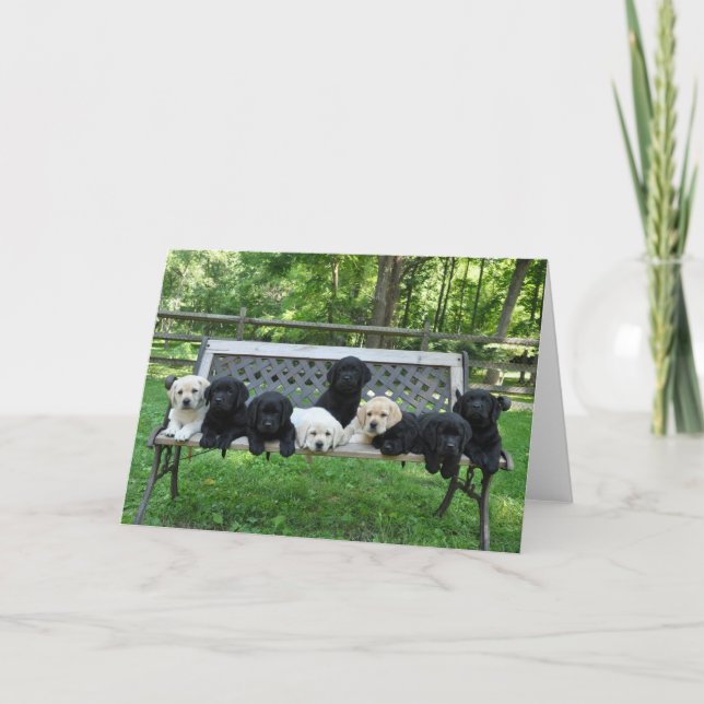 Tarjeta Foto de Honor Litter Bench (Anverso)