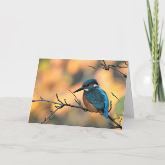 Tarjeta Foto de Kingfisher.
