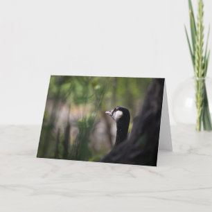 Tarjeta Foto de la fauna ganosa de Canadá