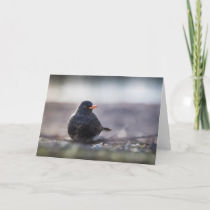Tarjeta Foto de la naturaleza de Blackbird