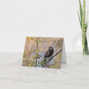 Tarjeta Foto de la naturaleza de Blackbird