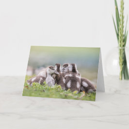 Tarjeta Foto de la naturaleza de chicles de Geese