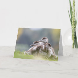 Tarjeta Foto de la naturaleza de chicles de Geese