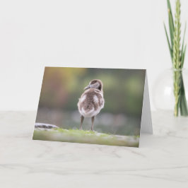Tarjeta Foto de la naturaleza de Cute Gosling