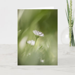 Tarjeta Foto de la naturaleza de Daisy Blossom