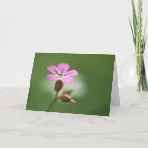 Tarjeta Foto de la naturaleza de la explosión de geranio