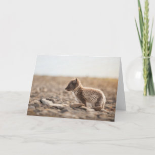 Tarjeta Foto de la naturaleza de la Fox Ártica