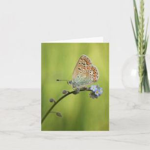 Tarjeta Foto de la naturaleza de la mariposa