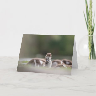 Tarjeta Foto de la naturaleza de las aves marinas