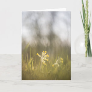 Tarjeta Foto de la naturaleza de los copos de flores amari