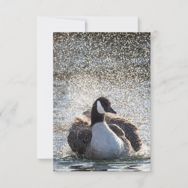 Tarjeta Foto de la naturaleza de los gansos de baño (Anverso)