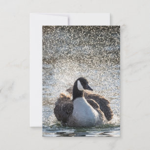 Tarjeta Foto de la naturaleza de los gansos de baño