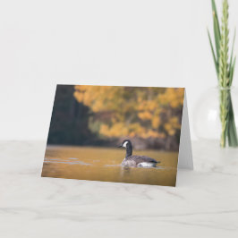 Tarjeta Foto de la naturaleza de los gansos de Canadá
