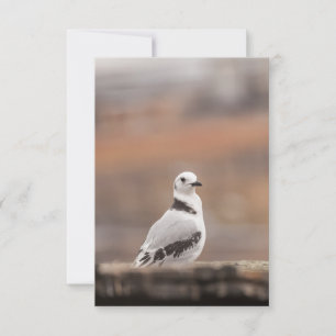 Tarjeta Foto de la naturaleza de los pájaros de Kittiwake