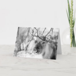 Tarjeta Foto de la naturaleza de los renos