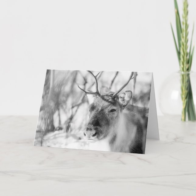 Tarjeta Foto de la naturaleza de los renos (Anverso)