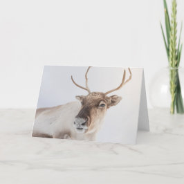Tarjeta Foto de la naturaleza de los renos