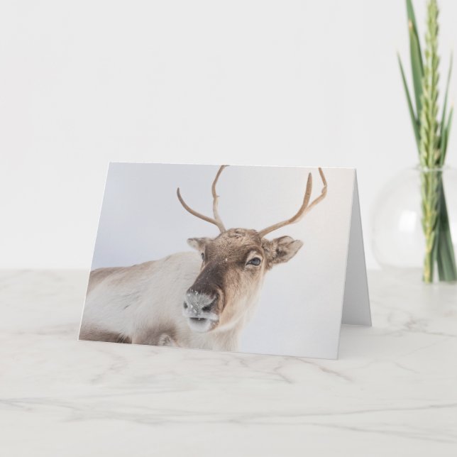 Tarjeta Foto de la naturaleza de los renos (Anverso)