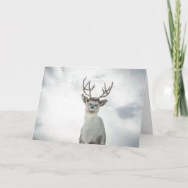 Tarjeta Foto de la naturaleza de los renos