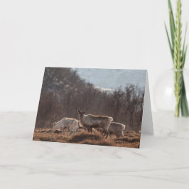 Tarjeta Foto de la naturaleza de los renos