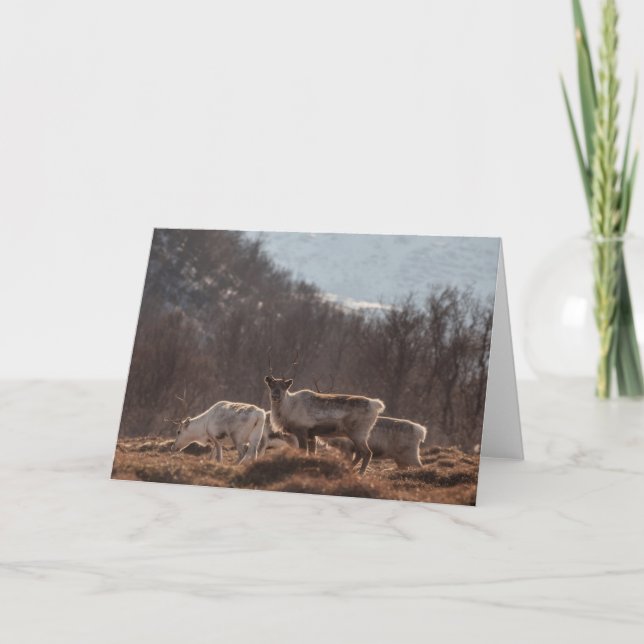 Tarjeta Foto de la naturaleza de los renos (Anverso)