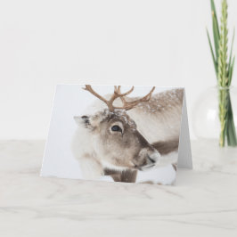 Tarjeta Foto de la naturaleza de los renos