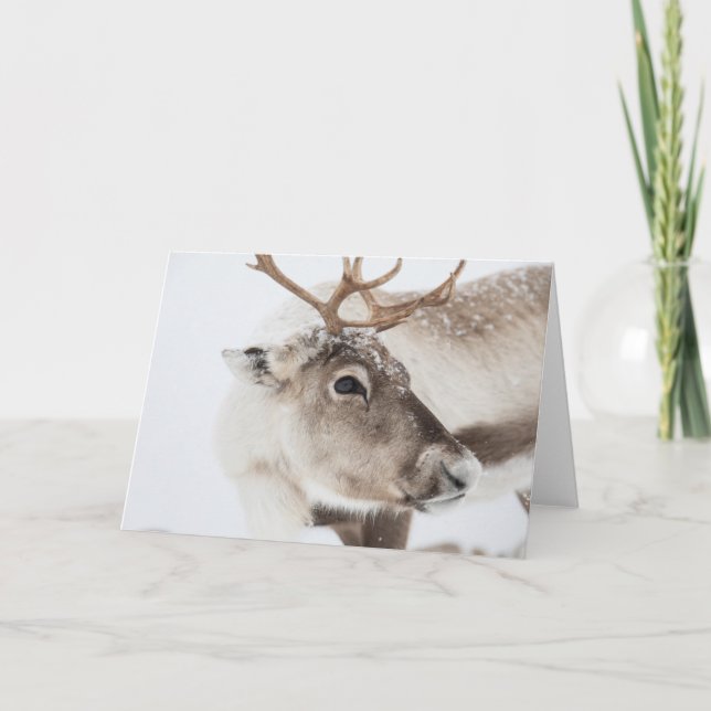 Tarjeta Foto de la naturaleza de los renos (Anverso)