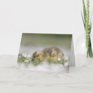Tarjeta Foto de la naturaleza de un adorable ansarino