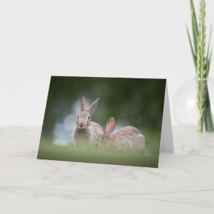 Tarjeta Foto de la naturaleza de un conejo