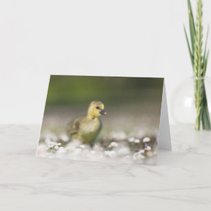 Tarjeta Foto de la naturaleza de un pollito lindo