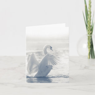 Tarjeta Foto de la naturaleza del cisne blanco