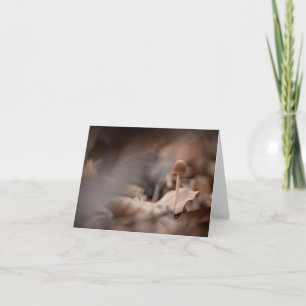 Tarjeta Foto de la naturaleza del hongo pequeño