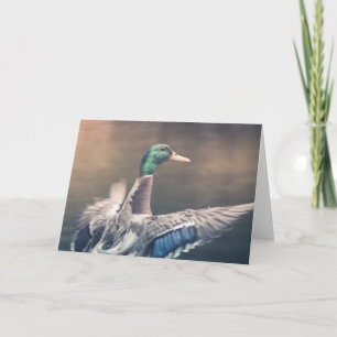 Tarjeta Foto de la naturaleza del pato de aterrizaje