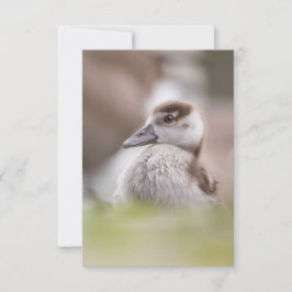 Tarjeta Foto de la naturaleza del pollo de oca