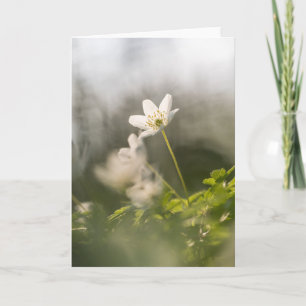 Tarjeta Foto de la naturaleza del Windflor blanco