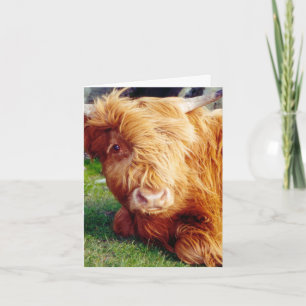 Tarjeta Foto de la vaca Highland