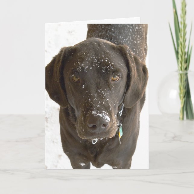 Tarjeta Foto de Labrador Chocolate con Nieve (Anverso)