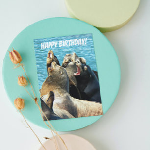 Tarjeta Foto de leones marinos de cumpleaños de todos