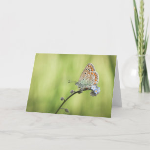 Tarjeta Foto de mariposa en la naturaleza