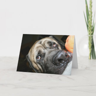 Tarjeta Foto de Mastiff en inglés de Purebred