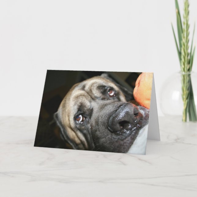Tarjeta Foto de Mastiff en inglés de Purebred (Anverso)